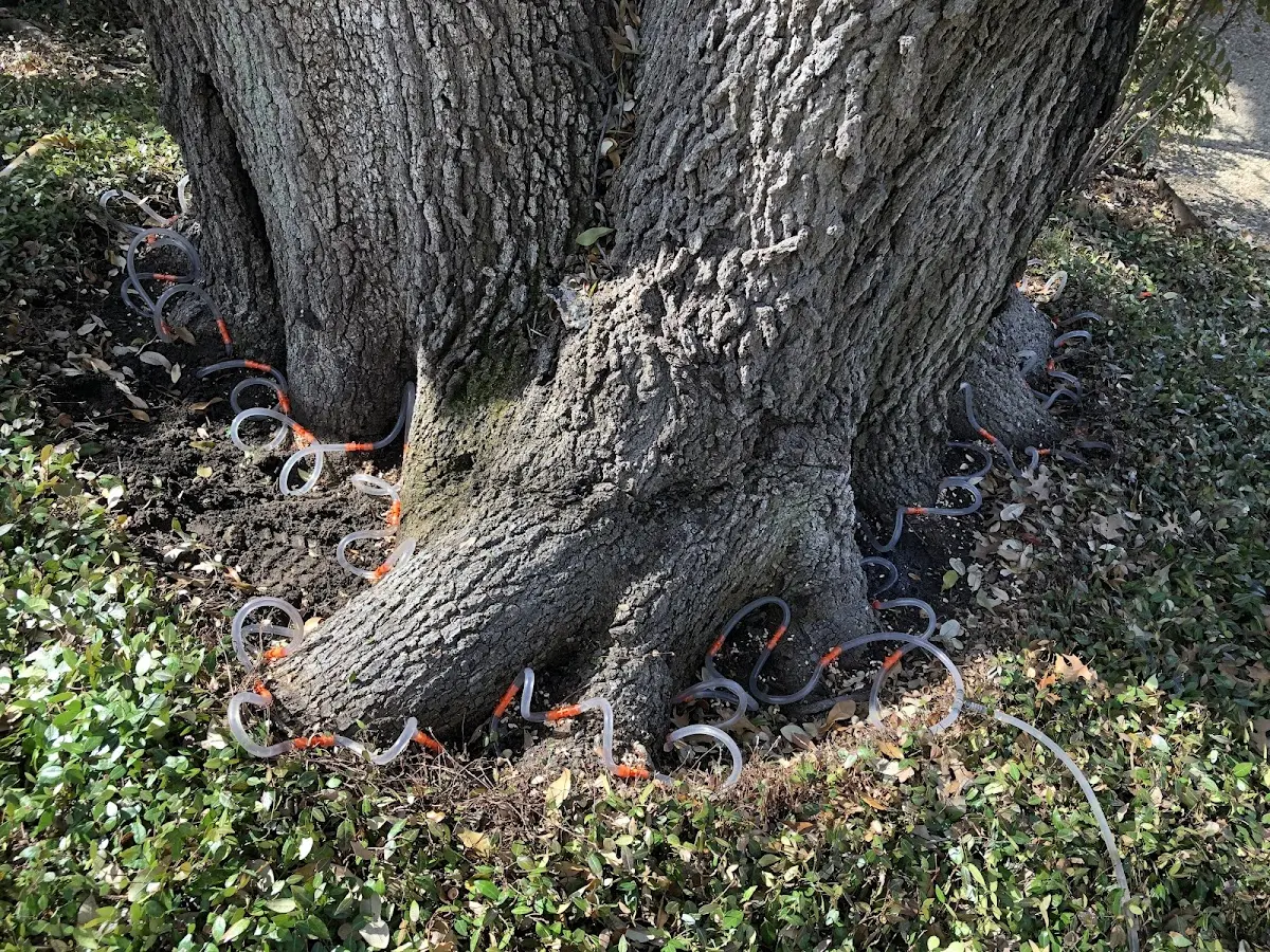 Detailed Tree Cabling and Bracing job site in Hamer