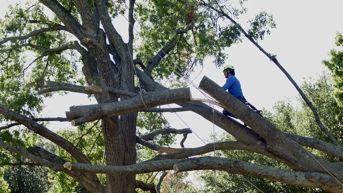Professional Crown Thinning performed by certified arborists in Hamer