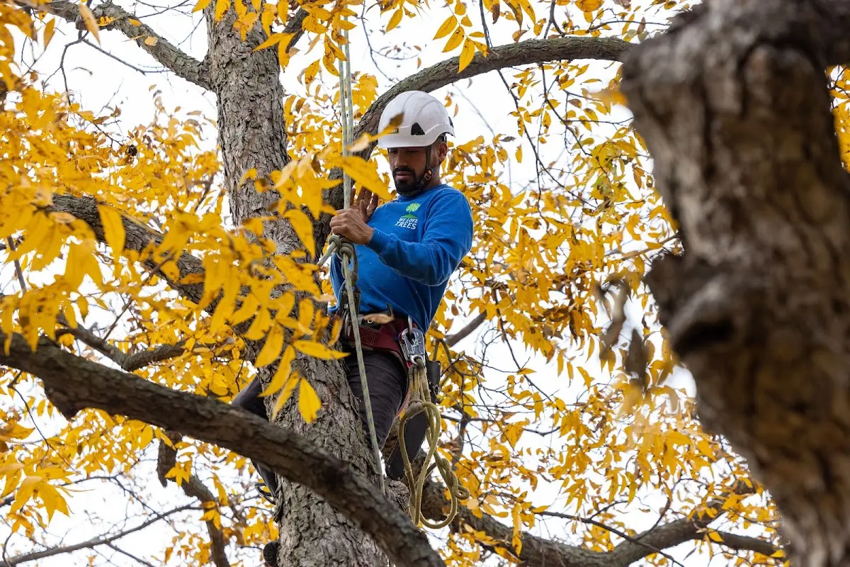 Skilled Tree Transplanting crew working in Hamer